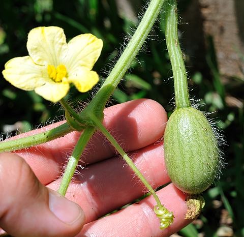 cvet i zametak lubenice